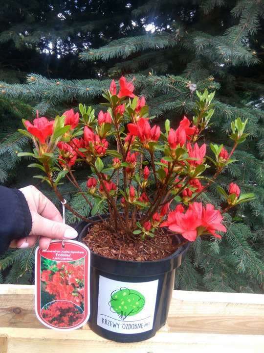 Azalia japońska Fridoline Rhododendron obtusum C2