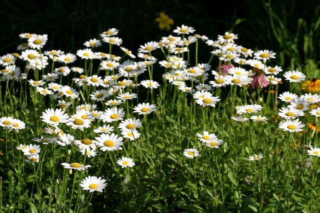 Złocień właściwy Chrysanthemum maximum P9