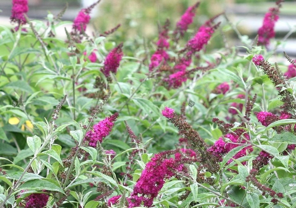 Budleja Miss Ruby PBR Buddleja C2