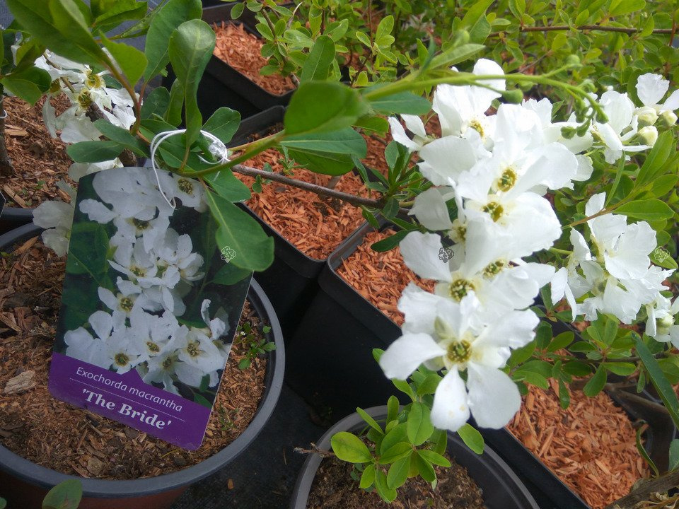 Obiela The Bride Exochorda macrantha P9
