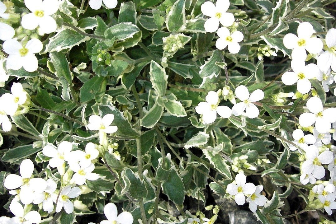Gęsiówka kaukaska Variegata Arabis caucasica P9