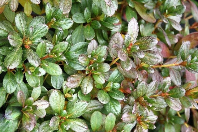 Azalia japońska Tornella Rhododendron obtusum C2