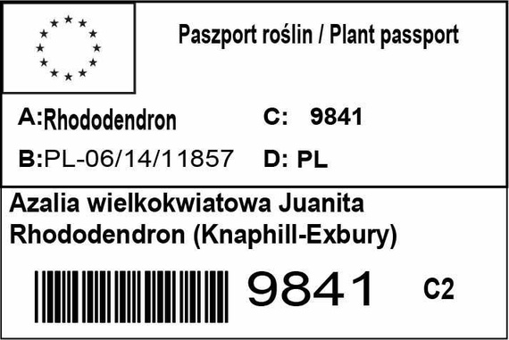 Azalia wielkokwiatowa Juanita Rhododendron (Knaphill-Exbury)