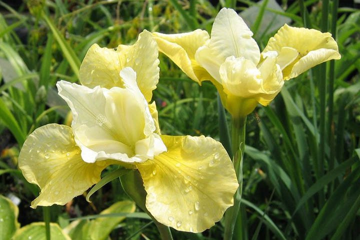 Kosaciec syberyjski Butter and Sugar Iris sibirica P9