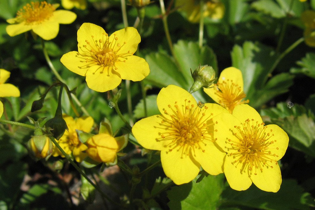 Pragnia syberyjska Waldsteinia ternata P9