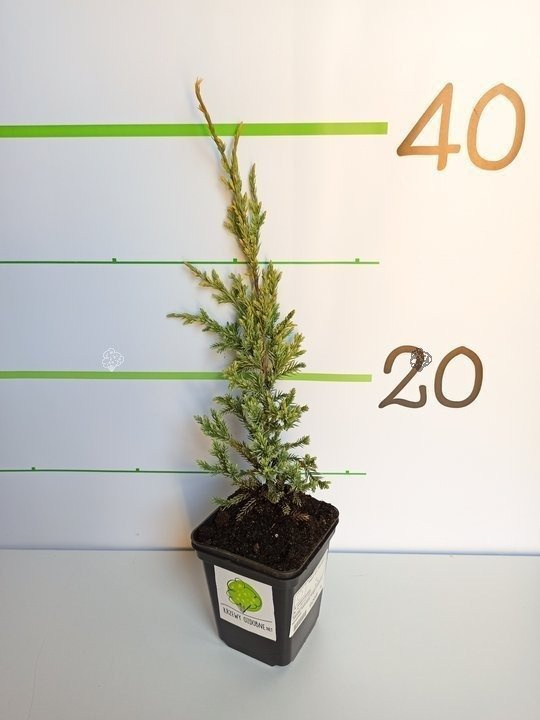 Jałowiec łuskowaty Holger Juniperus squamata C3