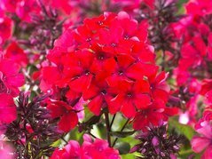 Floks wiechowaty Starfire Phlox paniculata P9