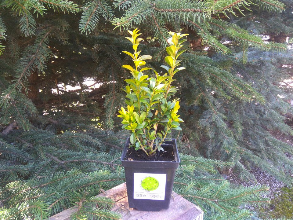 Bukszpan wieczniezielony kula Buxus sempervirens C7,5
