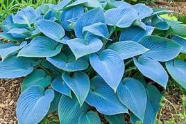 Funkia Fragrant Blue Hosta P9