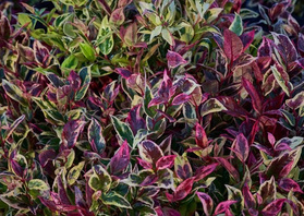 Kiścień wawrzynowy Little Fire Leucothoe fontanesiana C1,5
