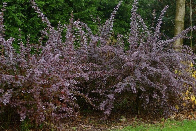 Berberys ottawski Auricoma Berberis ottawensis C3