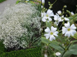 Gipsówka wiechowata Bristol Fairy Gypsophila paniculata