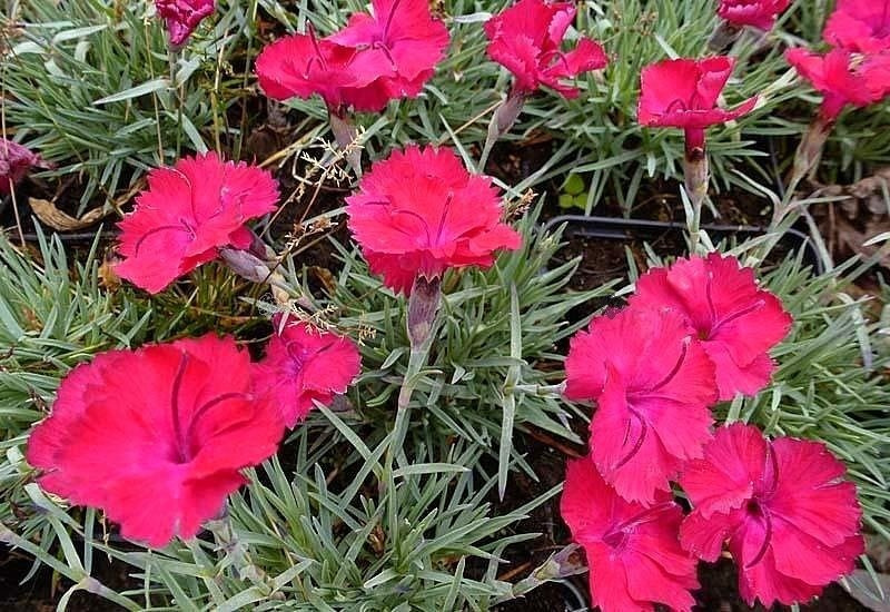 Goździk siny Rotkäppchen Dianthus gratianopolitanus C3