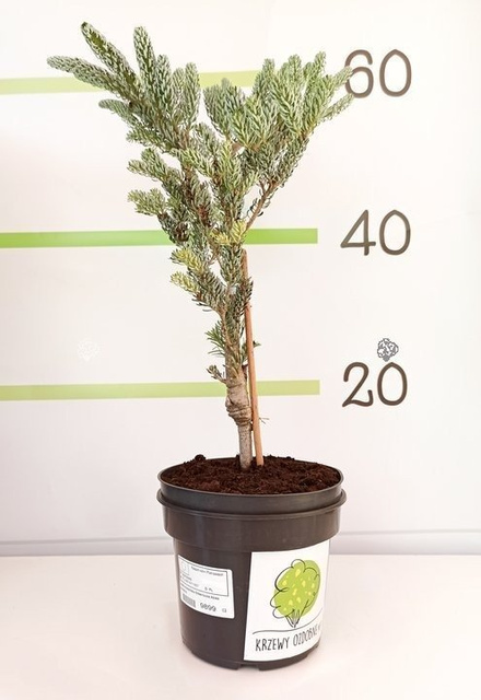 Jodła koreańska Silberlocke Abies koreana C5