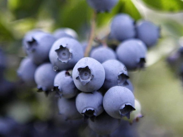 Borówka amerykańska KazPliszka Vaccinium corymbosum P9