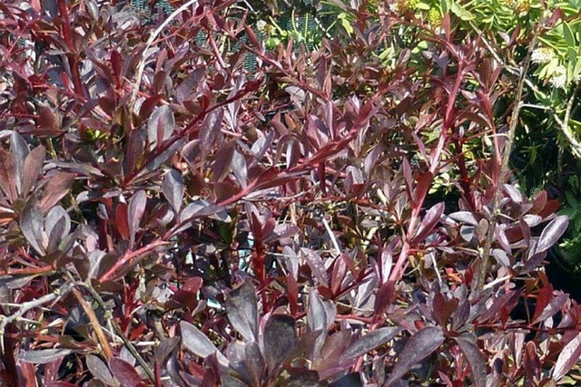 Berberys Thunberga Red Chief Berberis thunbergii C2