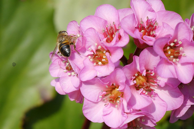 Bergenia orzęsiona Bergenia thysanodes P9