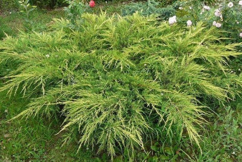 Jałowiec Pfitzera Goldkissen Juniperus pfitzeriana C2