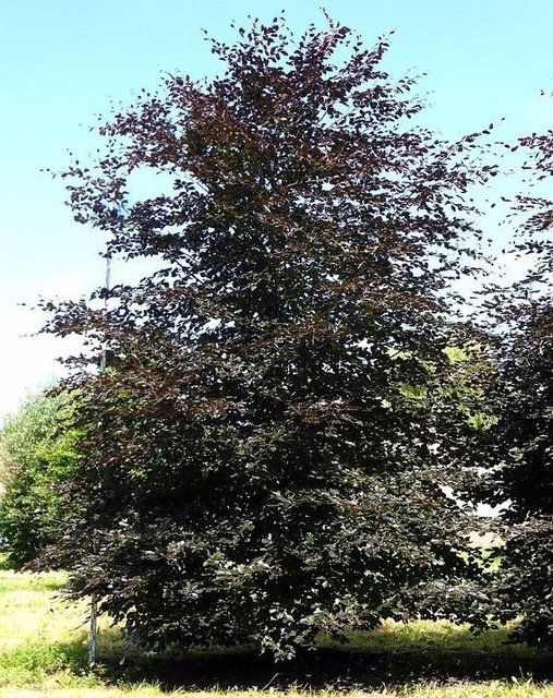 Buk pospolity Atropunicea Fagus sylvatica