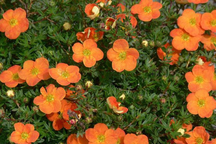 Pięciornik krzewiasty Red Ace Potentilla fruticosa C2