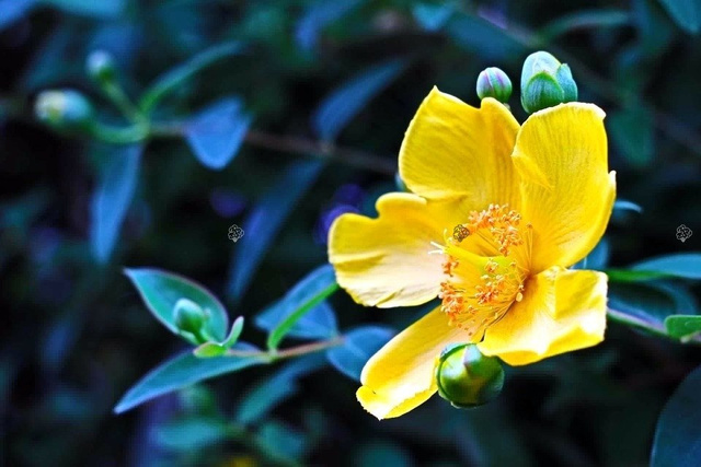 Dziurawiec Hookera Hidcote Hypericum hookerianum C2