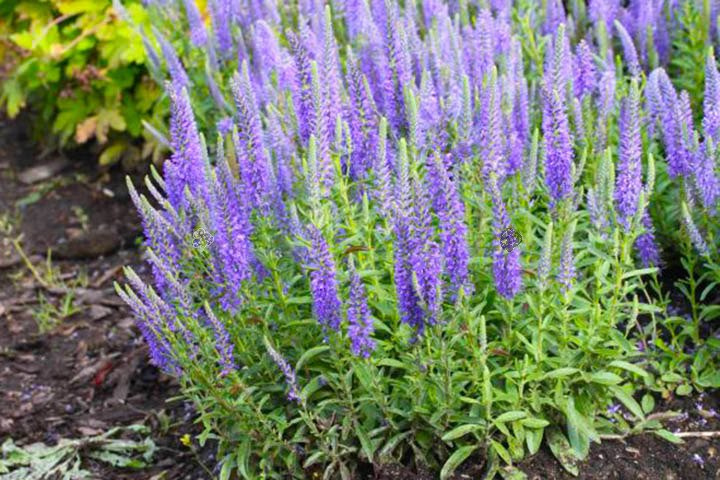 Przetacznik kłosowy Nana Blauteppich Veronica spicata P9