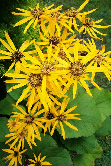 Języczka pomarańczowa Ligularia dentata P9