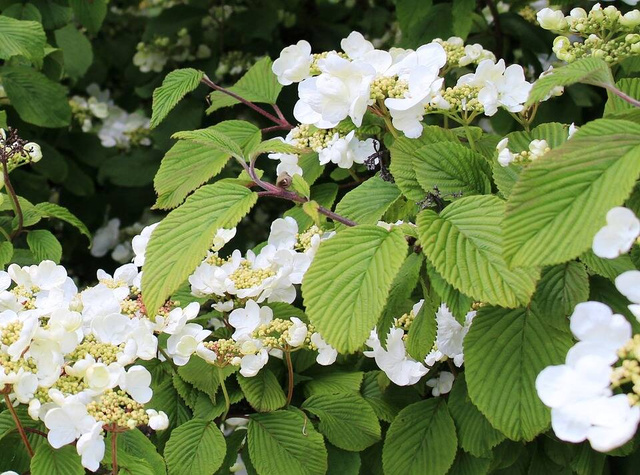 Hortensja pnąca subsp. petiolaris Hydrangea anomala P9