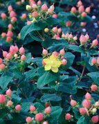 Dziurawiec bezwonny Magical Pumpkin PBR Hypericum inodorum C2