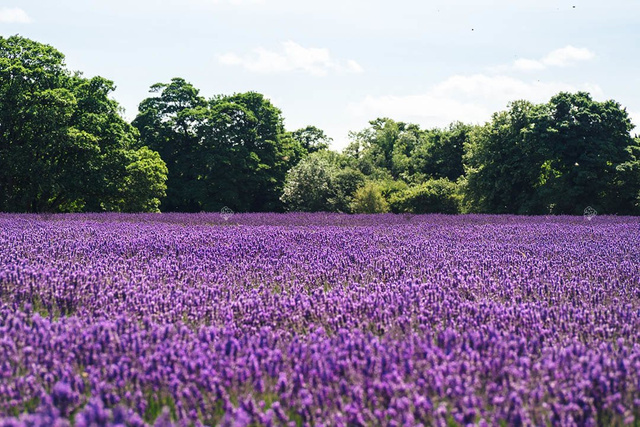 Lawenda wąskolistna Hidcote Blue Scent Lavandula angustifolia P9
