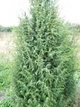 Jałowiec pospolity Hibernica Juniperus communis