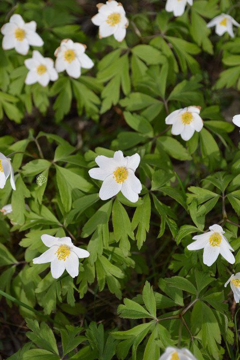 Zawilec wielkokwiatowy Anemone sylvestris P9