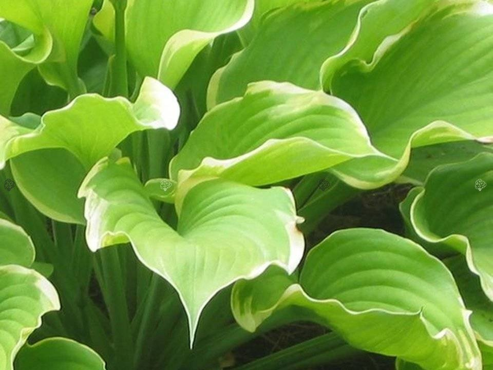 Funkia Winter Snow Hosta C1