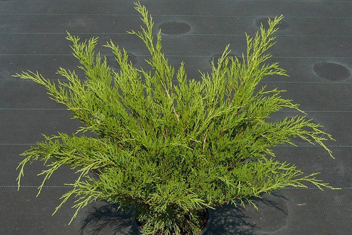 Jałowiec sabiński Tamariscifolia Juniperus sabina P9