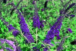 Budleja Davida Empire Blue Buddleja davidii C5