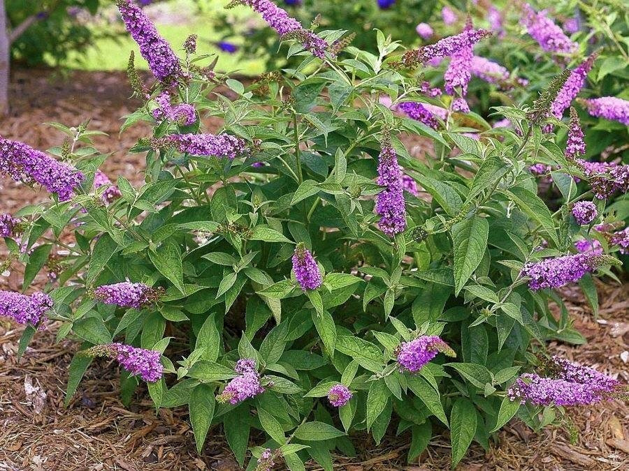 Budleja Pink Micro Chip PBR Buddleja C3