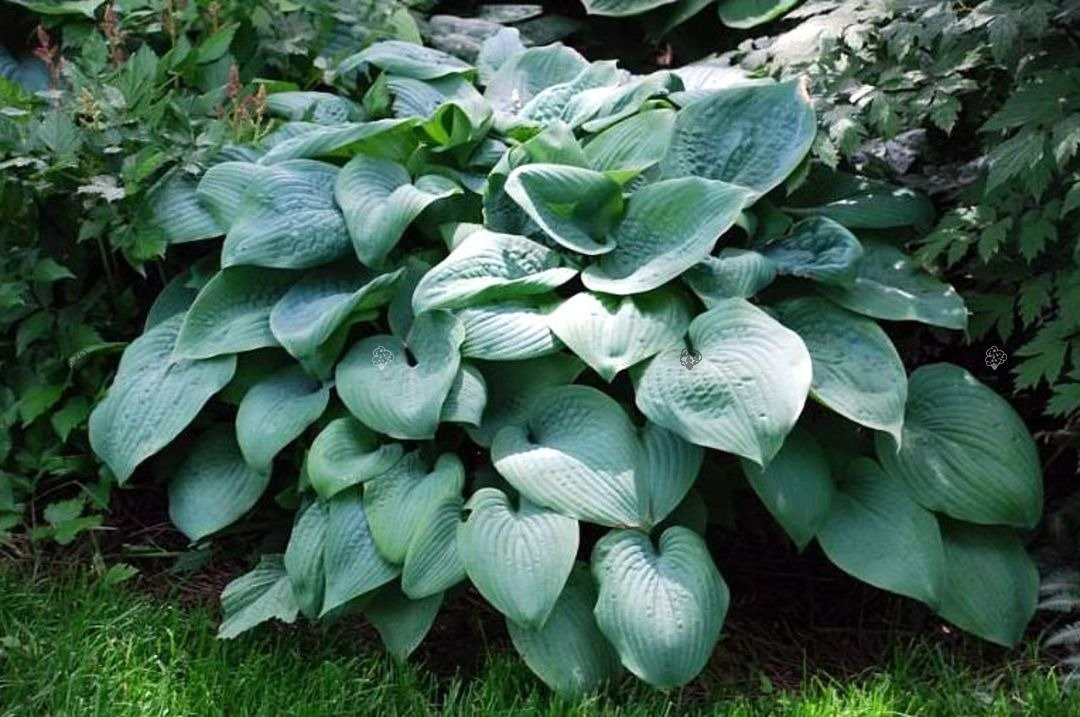 Funkia Pacific Blue Edger Hosta C2