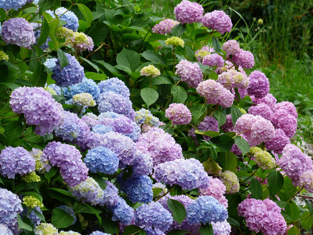 Hortensja ogrodowa Bodensee Hydrangea macrophylla C2