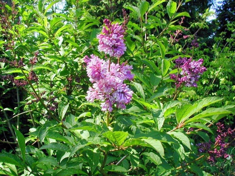 Lilak Josiki Syringa josikaea C2