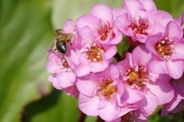 Bergenia orzęsiona Bergenia thysanodes P9