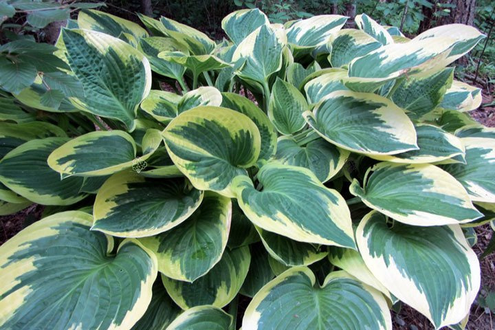 Funkia Wide Brim Hosta P13