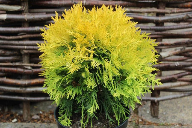 Tuja Amber Glow Thuja occidentalis