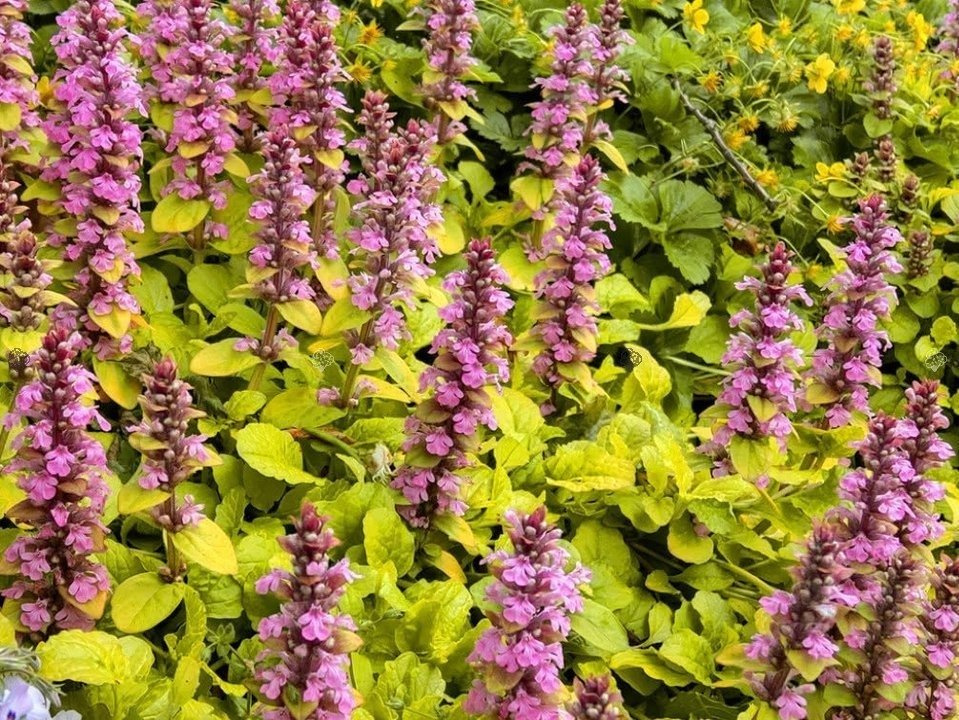 Dąbrówka rozłogowa Gold Chang Ajuga reptans C3