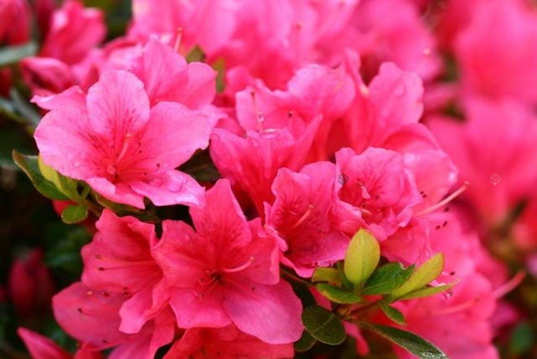Azalia japońska Drapa Rhododendron obtusum C2
