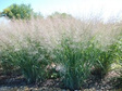 Proso rózgowate Cloud Nine Panicum virgatum C1