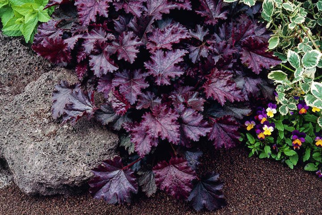 Żurawka Palace Purple Heuchera micrantha C2