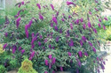 Budleja Davida Black Knight Buddleja davidii C3