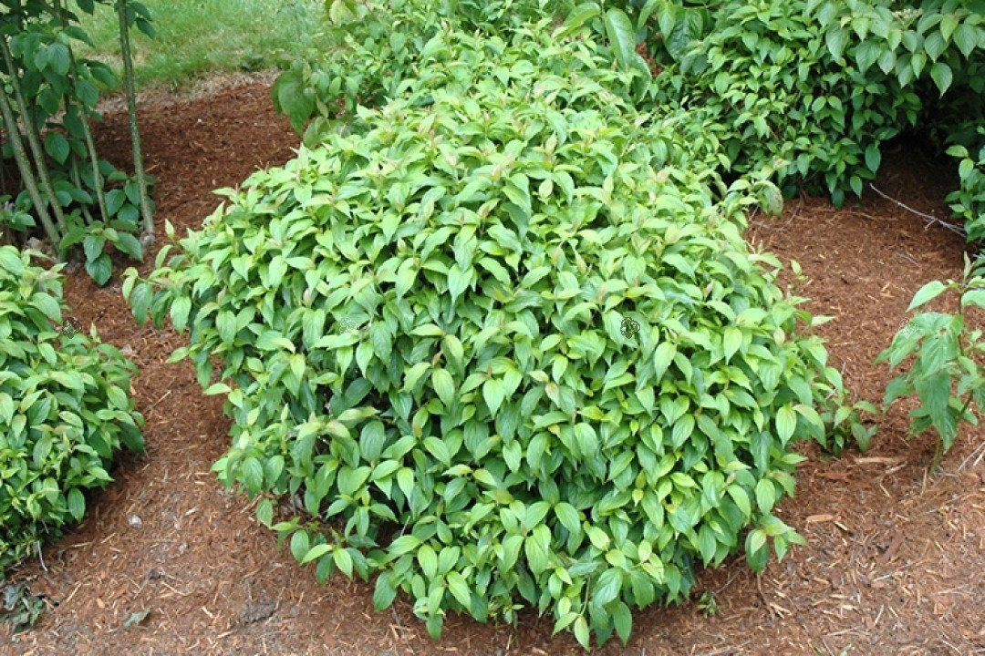 Dereń rozłogowy Kelseyi Cornus sericea P9