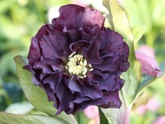 Ciemiernik wschodni Double Ellen Purple Helleborus orientalis P9