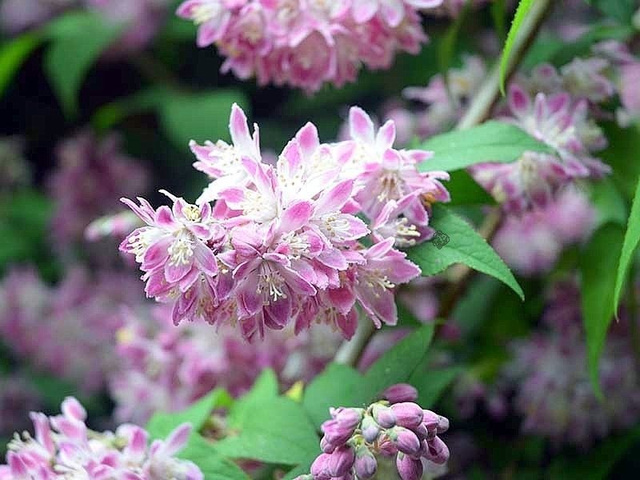 Żylistek mieszańcowy Magicient Deutzia hybrida P9